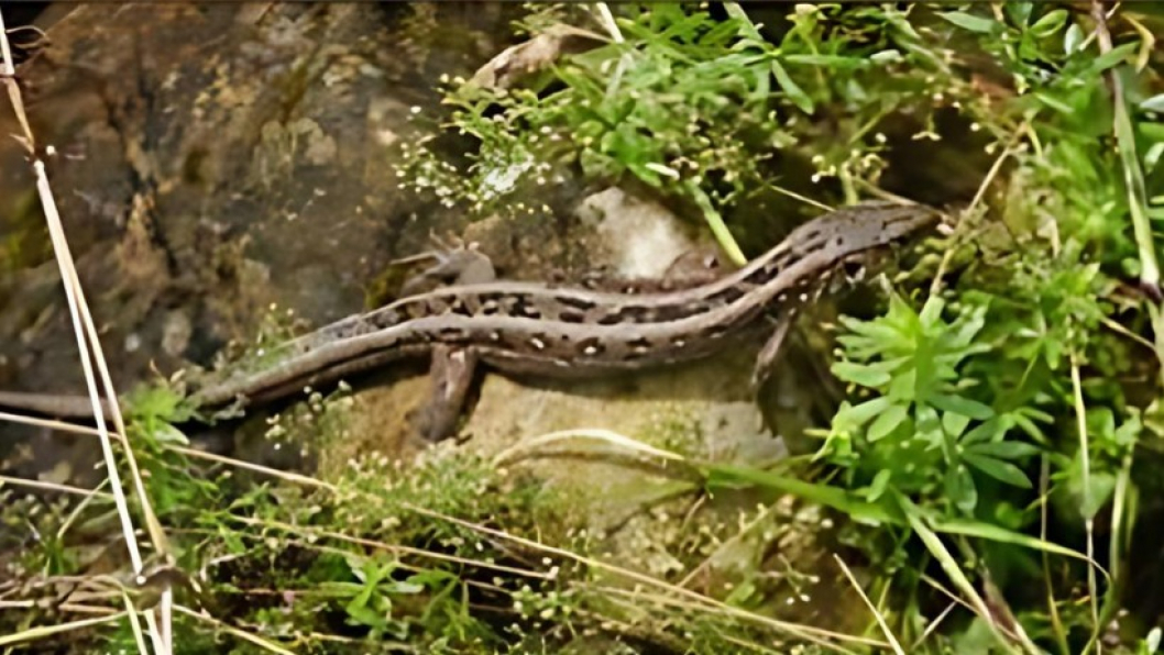 Zauneidechsenweibchen.jpg